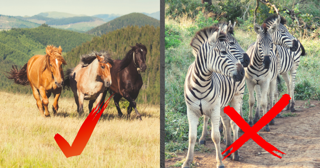 A picture of horses with a checkmark alongside a picture of zebras with an X